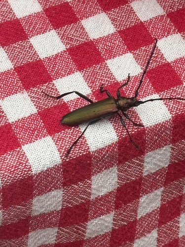 Musk beetle