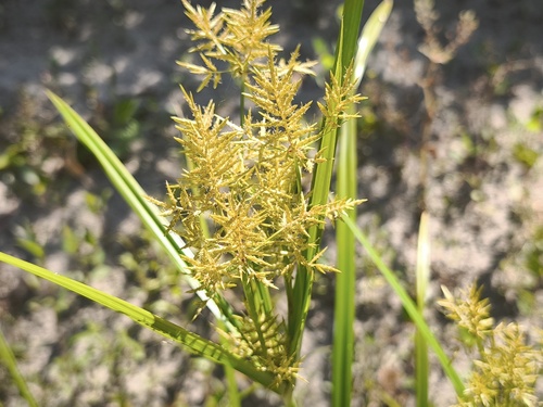 Cyperus esculentus