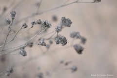 Gypsophila struthium