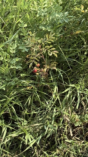 prairie rose