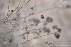 Gypsophila struthium