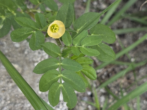 Kallstroemia maxima