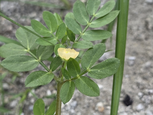 Kallstroemia maxima, photograph 1