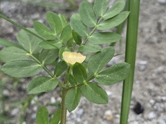 Kallstroemia maxima, photograph (c) Scott Allen Davis, some rights reserved (CC BY)