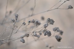 Gypsophila struthium