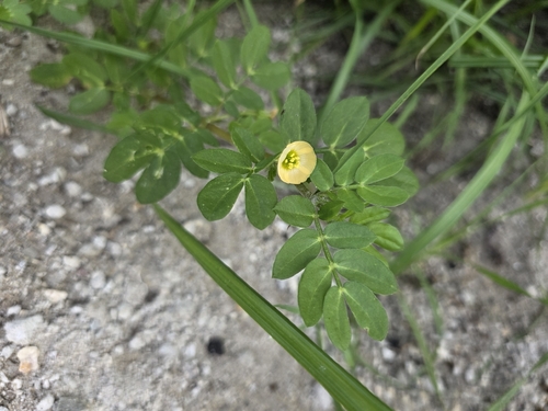 Kallstroemia maxima, photograph 2