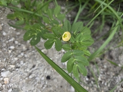 Kallstroemia maxima, photograph (c) Scott Allen Davis, some rights reserved (CC BY)