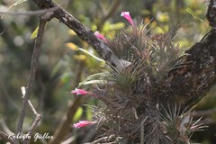 Tillandsia tenuifolia