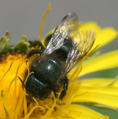 Osmia lignaria lignaria