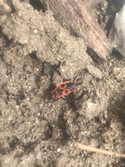 Pyrrhocoris apterus