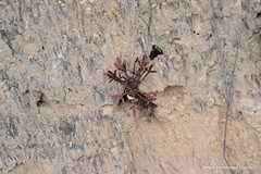 Reseda lutea