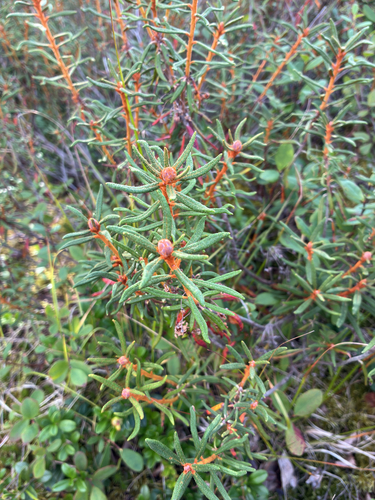 marsh Labrador tea