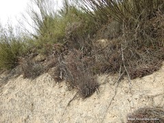 Petrosedum sediforme