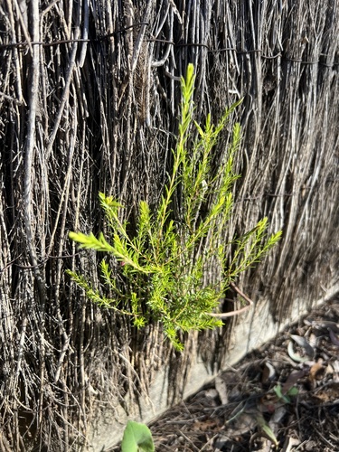 Cassinia sifton, photograph 5