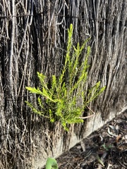 (c) Jared Shorma, some rights reserved (CC BY) Cassinia sifton, photograph (c) Jared Shorma, some rights reserved (CC BY)