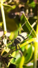 Largus fasciatus
