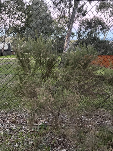 Cassinia sifton, photograph 4