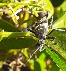 Largus fasciatus
