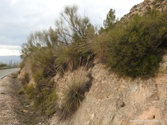 Macrochloa tenacissima