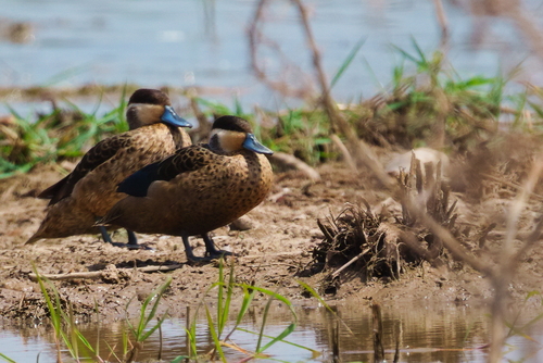 iNaturalist image
