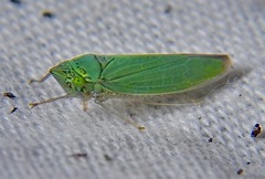 Draeculacephala inscripta