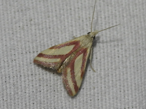 Whip-marked Snout Moth photo 5