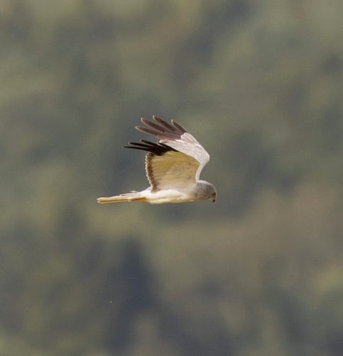 Hen Harrier