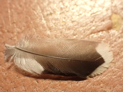 Plume de Pinson des arbres