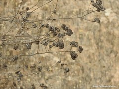 Gypsophila struthium
