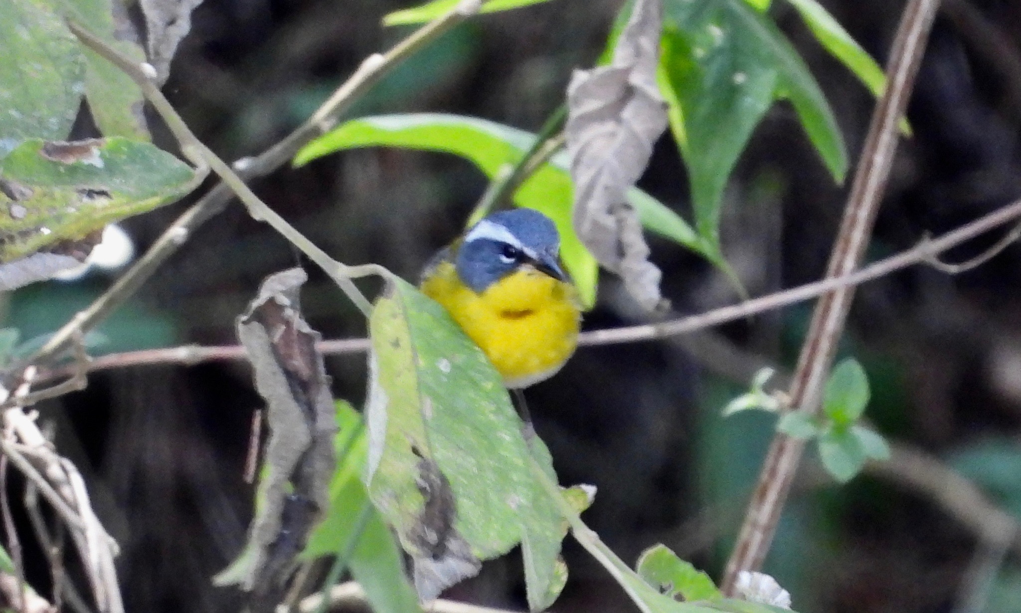 Crescent-chested Warbler (Oreothlypis superciliosa)