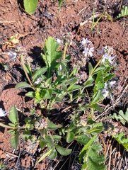 Pentanisia prunelloides