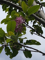 Chionanthus pubescens