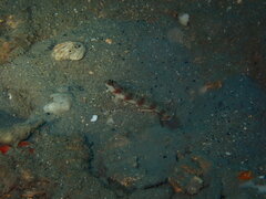 Bleeker's Shrimpgoby photo 3