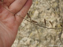 Reseda lutea