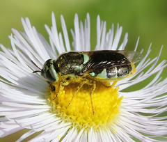 Psellidotus hieroglyphicus