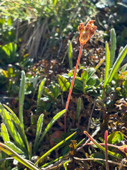 author not stated, no rights reserved Androsace obtusifolia, photograph author not stated, no rights reserved
