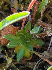 author not stated, no rights reserved Androsace obtusifolia, photograph author not stated, no rights reserved