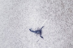 Centruroides infamatus