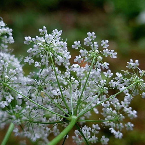 Pimpinella major, photograph 4