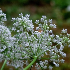 Pimpinella major, photograph author not stated, no rights reserved