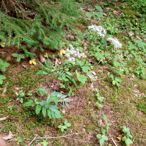Pimpinella major, photograph 5