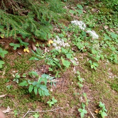 Pimpinella major, photograph author not stated, no rights reserved