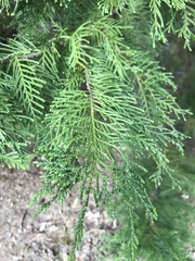 Cupressus × leylandii