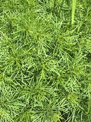Coreopsis verticillata