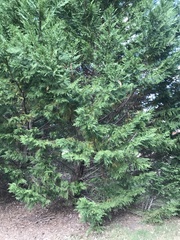 Cupressus × leylandii