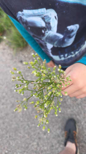 horseweed