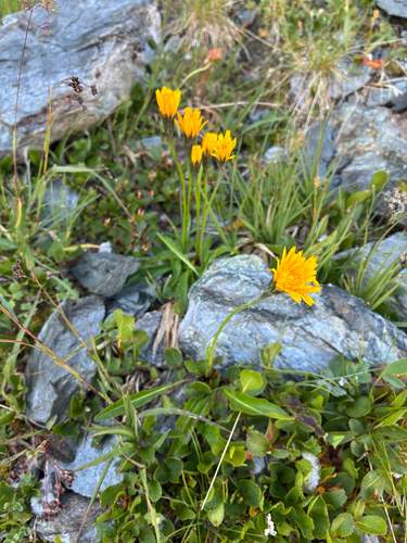 Scorzoneroides helvetica