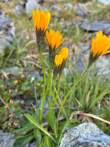 Scorzoneroides helvetica, photograph 3