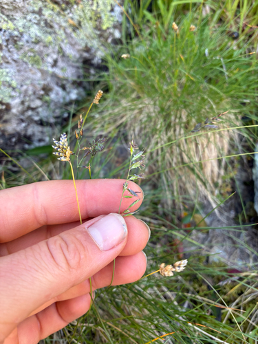 Oreochloa disticha, photograph 2