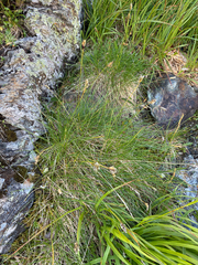 Oreochloa disticha, photograph author not stated, no rights reserved